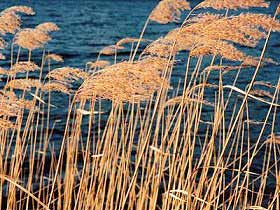 Schilf im Wind