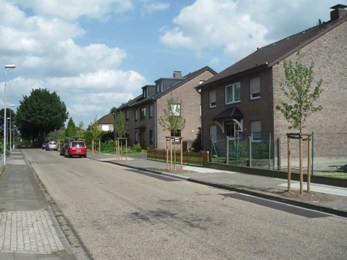 Ersatzpflanzung von Ambeerbäumen in der Erikastraße