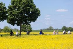 Radler im Feld